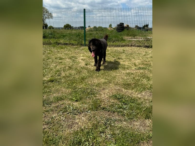 Bruce, geb. 01.2019, 59cm sucht seine Menschen