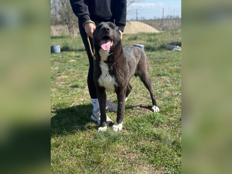 Athena, geb. 01.02.2020, 67 cm, sucht erfahrene Menschen