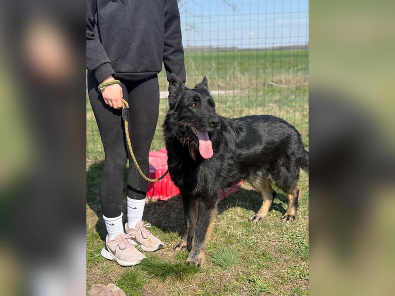 Onix, geboren 01.02.2019, 67cm sucht sein Zuhause