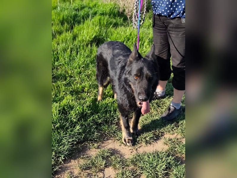 Onix, geb. 02.2019, 67cm, sucht endlich sein für immer Körbchen