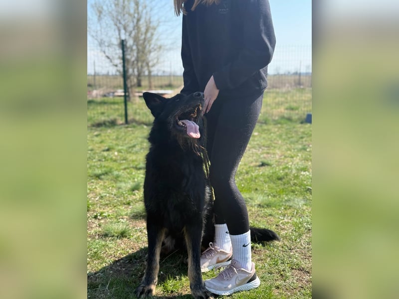 Onix, geboren 01.02.2019, 67cm sucht sein Zuhause