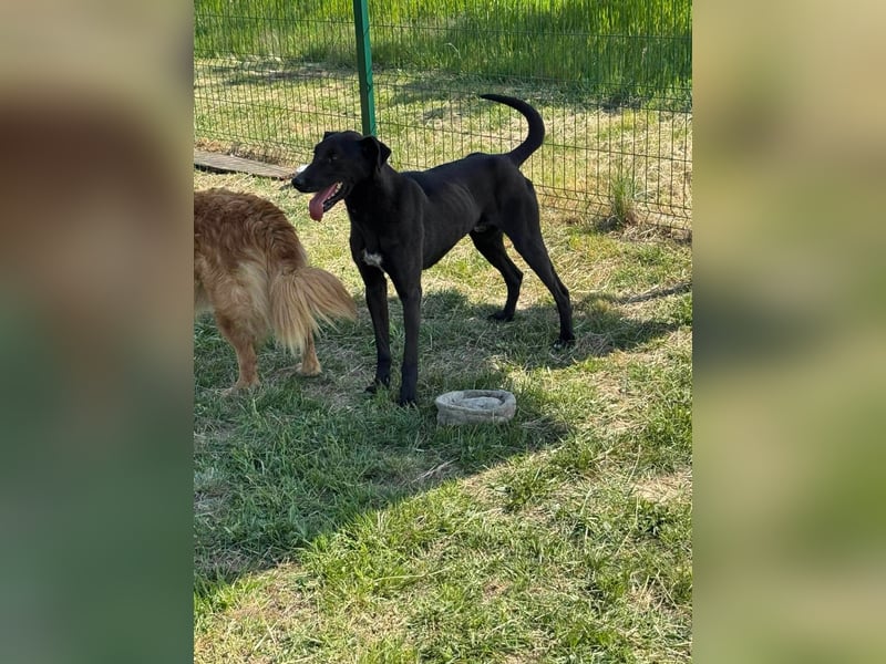 Joey, geb. 08.2020, 68cm, sucht seine aktiven Menschen