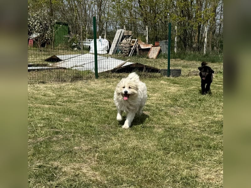 Zelda, geb. 06.2022, 62cm sucht ihre Menschen