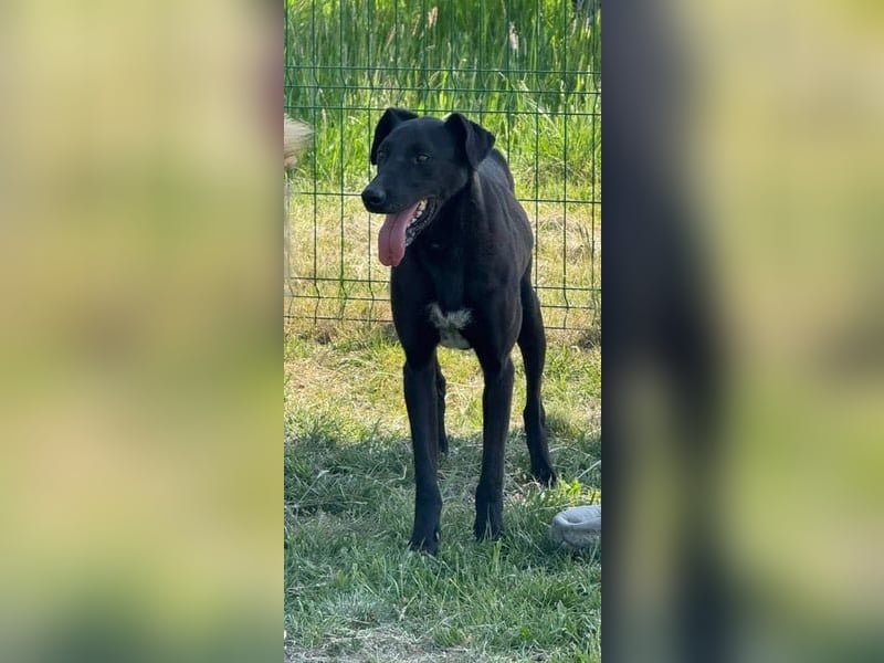 Joey, geb. 02.08.2020, 68 cm, wünscht sich ein aktives Hundeleben