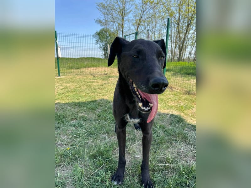 Joey, geb. 08.2020, 68cm, sucht seine aktiven Menschen