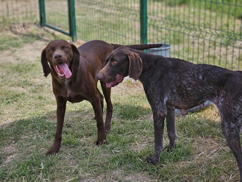 Csoki, geboren 01.08.2022, 61cm sucht sein Körbchen