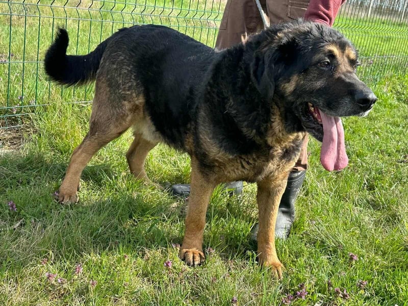 Milka, geboren 01.08.2017, 65cm sucht sicheres Körbchen