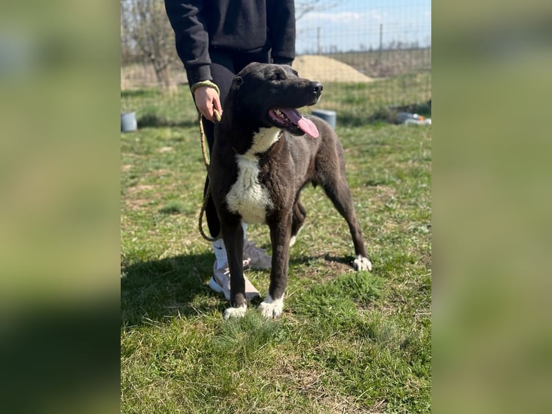 Athena, geb. 01.02.2020, 67 cm, sucht erfahrene Menschen