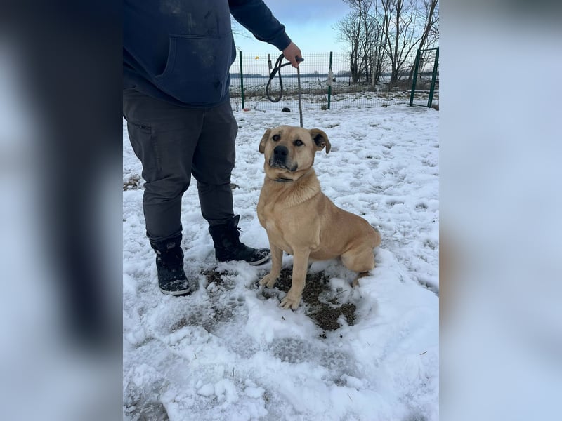 Gerda, geboren 07.07.2021, 67cm suchtn ihre Menschen