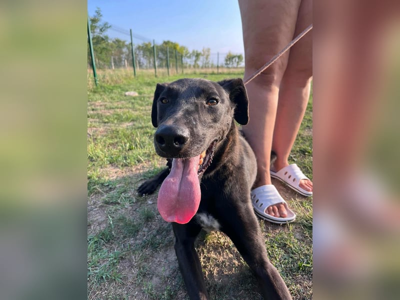 Joey, geboren 02.08.2020, 68cm sucht sein Körbchen
