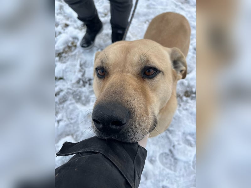 Gerda, geboren 07.07.2021, 67cm suchtn ihre Menschen