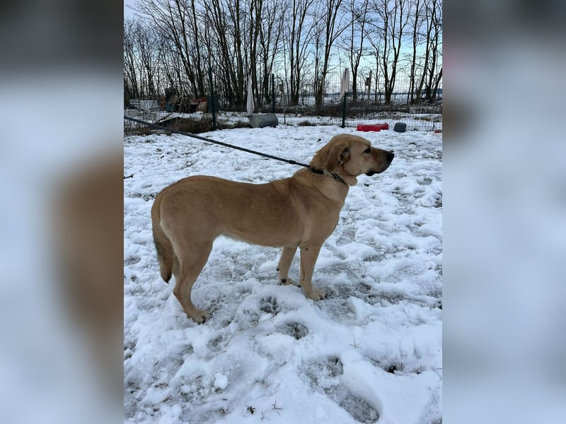 Gerda, geboren 07.07.2021, 67cm suchtn ihre Menschen