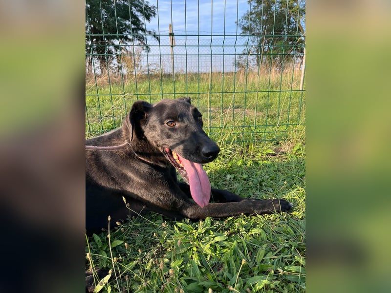 Joey, geboren 02.08.2020, 68cm sucht sein Körbchen