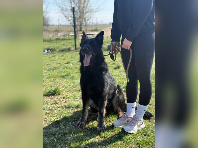 Onix, geboren 01.02.2019, 67cm sucht sein Zuhause