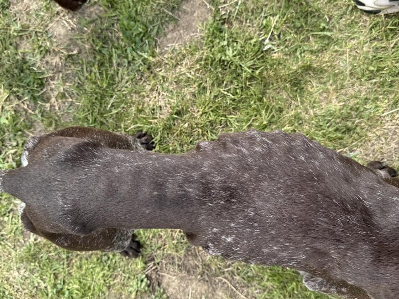 Mendi, geb. 06.2022 sucht ihre liebevollen Menschen