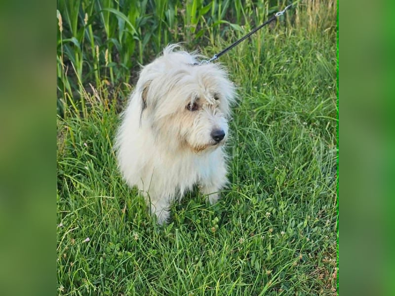 Zelda, geb. 06.2022, 62cm sucht ihre Menschen