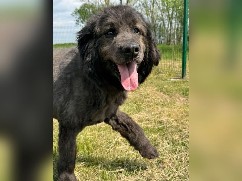 Bruce, geb. 01.2019, 59cm sucht seine Menschen