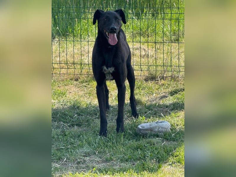 Joey, geb. 08.2020, 68cm, sucht seine aktiven Menschen