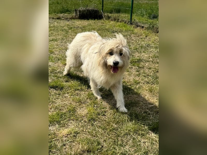 Zelda, geb. 06.2022, 62cm sucht ihre Menschen