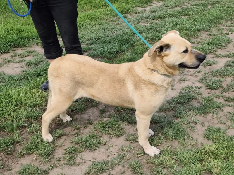 Gerda, geb. 07.2021, 67cm liebt das Wasser