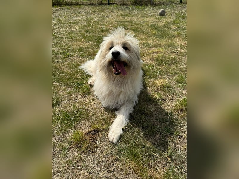 Zelda, geb. 06.2022, 62cm sucht ihre Menschen