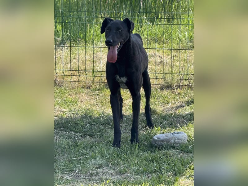 Joey, geb. 02.08.2020, 68 cm, wünscht sich ein aktives Hundeleben