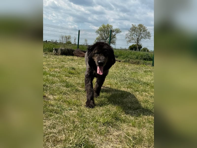 Bruce, geboren 01.01.2019, 59cm sucht seine Menschen