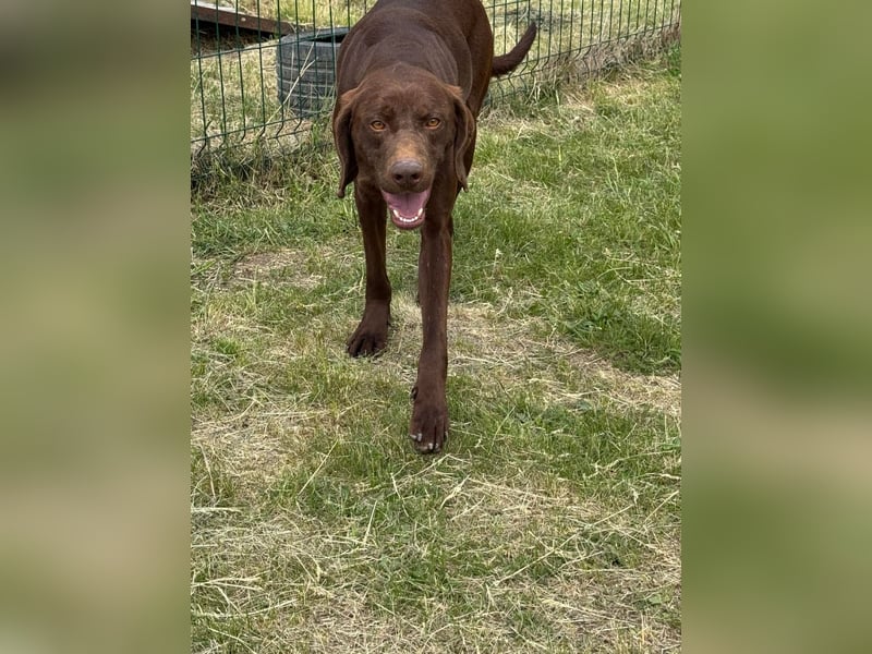 Csoki, geboren 01.08.2022, 61cm sucht sein Körbchen