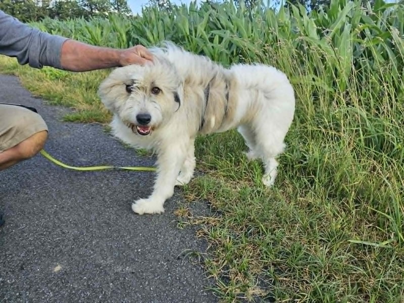 Zelda, geb. 06.2022, 62cm sucht ihre Menschen