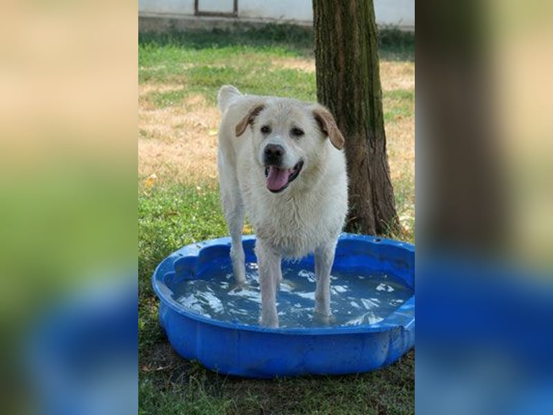 Nanuk wünscht sich ein Zuhause
