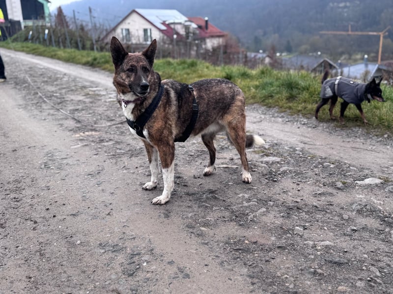 Emma sucht schon so lange ein Zuhause