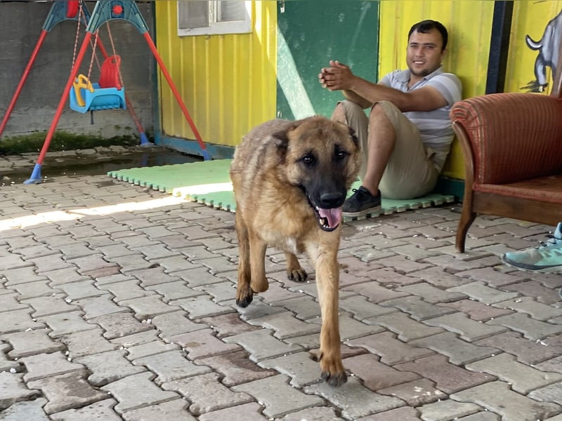 Lucky sucht eine Pflegestelle oder ein Zuhause