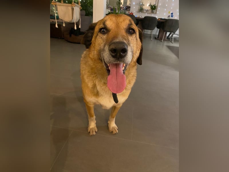 Rico sucht ein liebevolles Zuhause