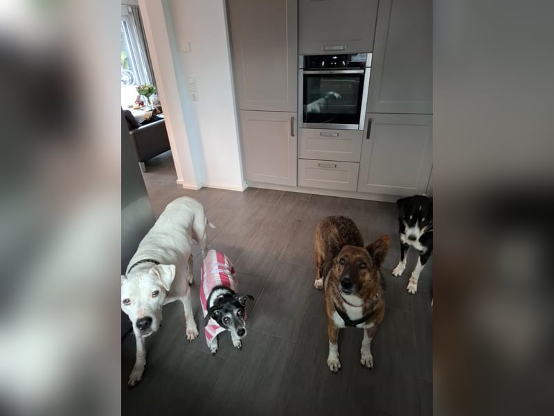 Wunderschöne Emma sucht ein Zuhause