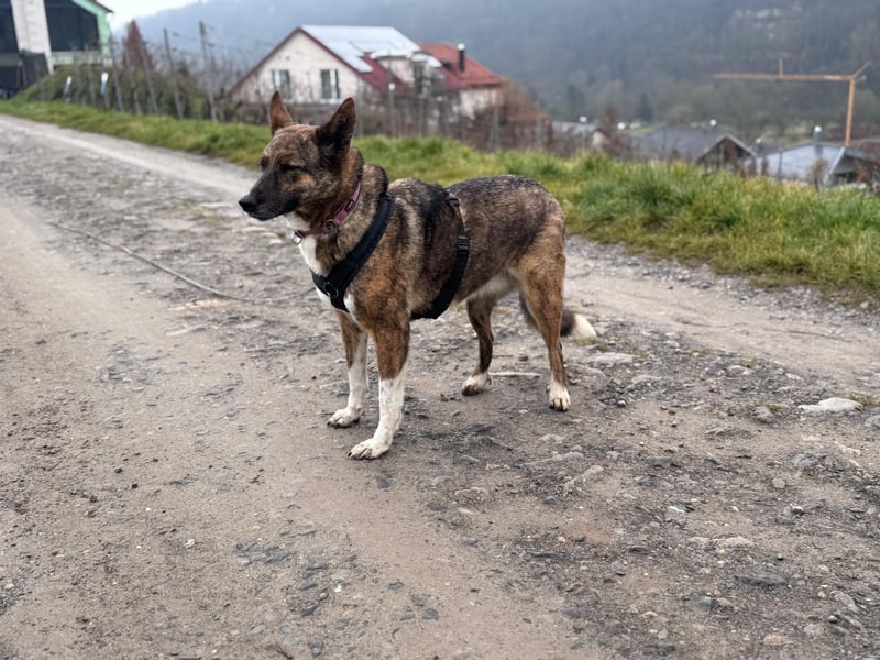 Emma sucht schon so lange ein Zuhause