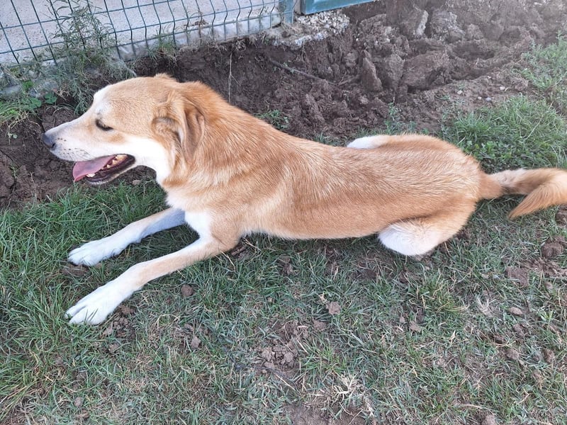 Ricky sucht ein Zuhause oder eine Pflegestelle