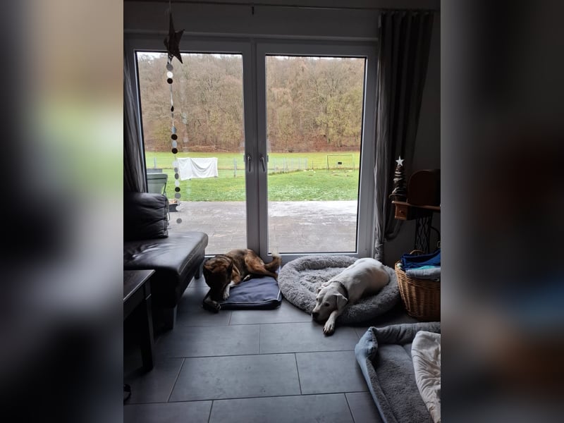 Emma sucht schon so lange ein Zuhause