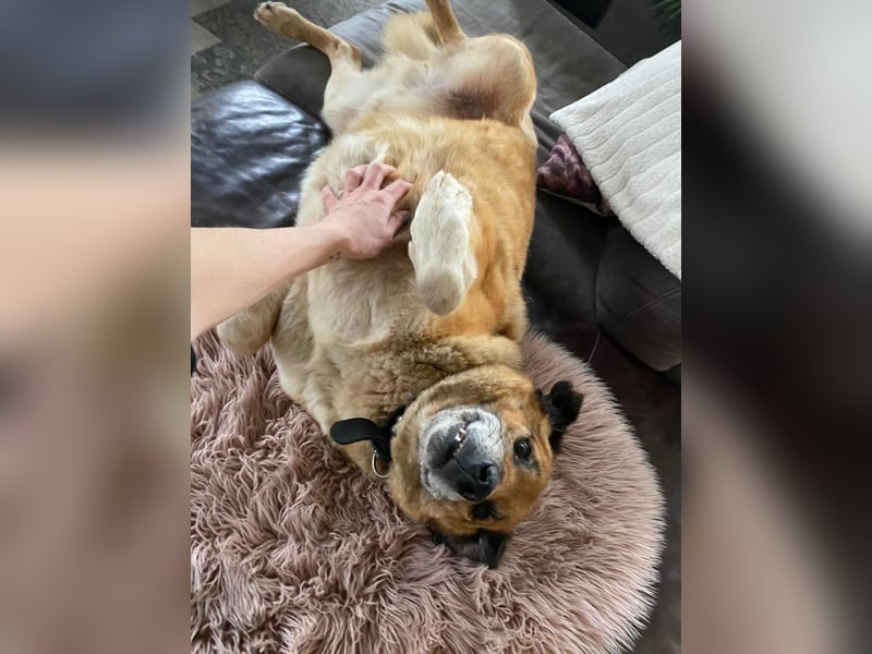 Rico sucht ein liebevolles Zuhause