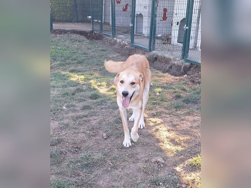 Ricky sucht ein Zuhause oder eine Pflegestelle