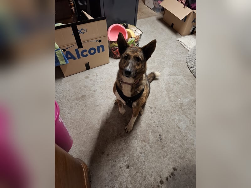 Emma sucht schon so lange ein Zuhause