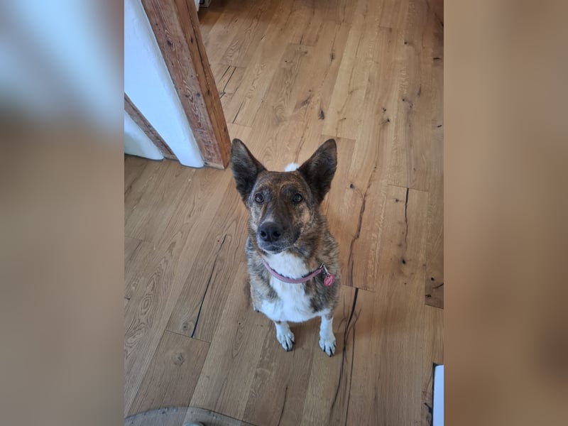 Wunderschöne Emma sucht ein Zuhause