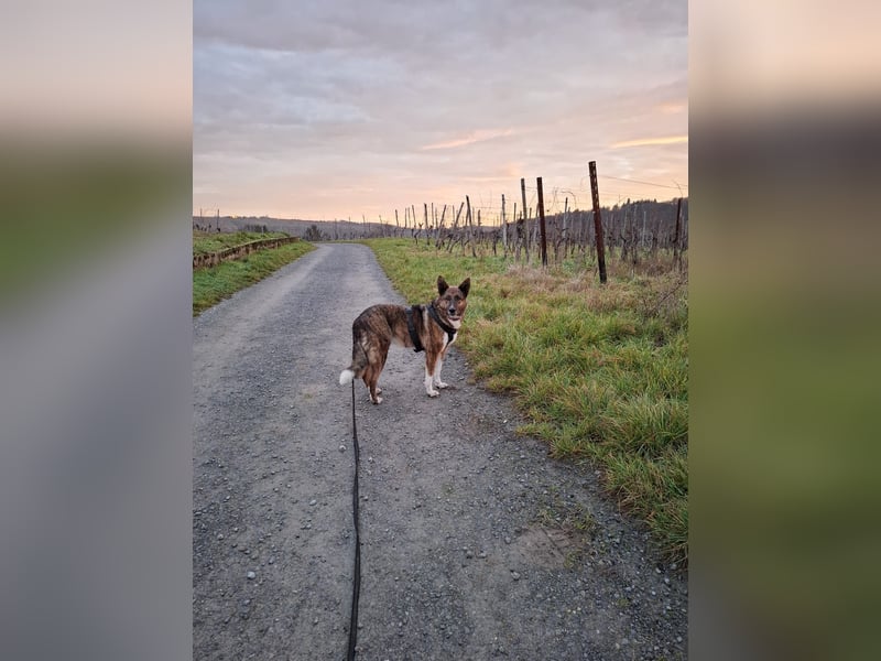 Wunderschöne Emma sucht ein Zuhause