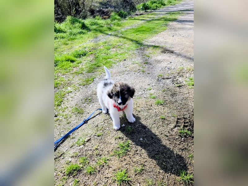 Arlo wünscht sich ein großes Körbchen