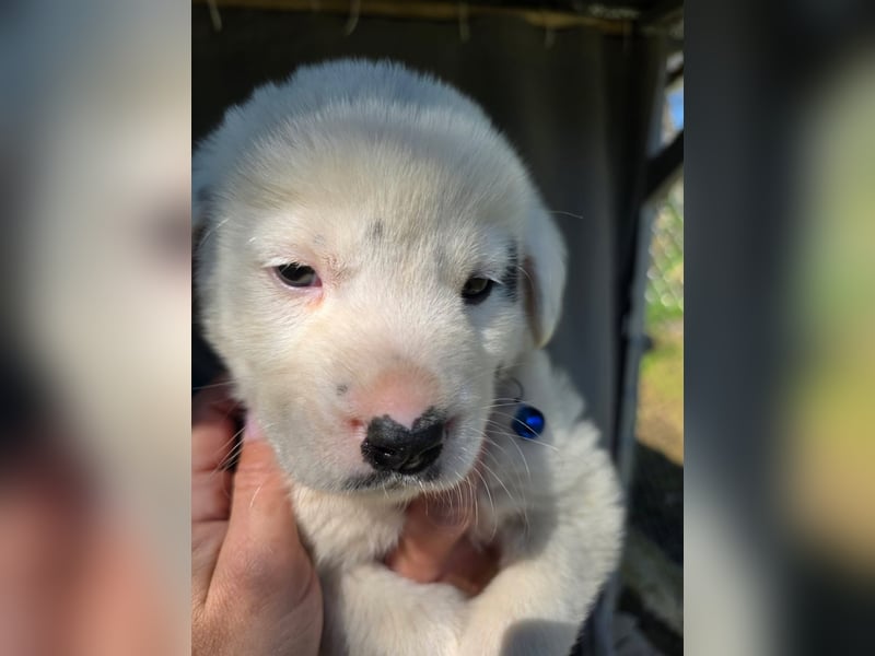 Dami wünscht sich ein liebevolles Zuhause