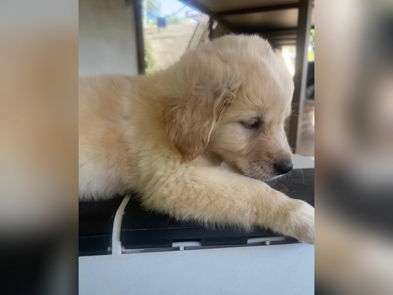 Ted - ein Herz auf vier Pfoten sucht sein Glück