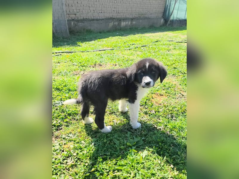 Pepe ist "ready to go" für sein Forever Home