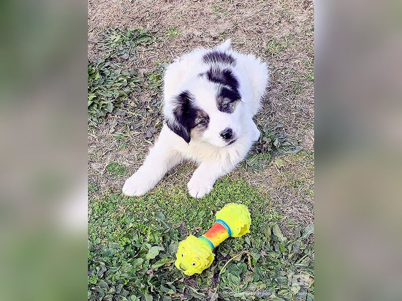 Kibo ist "ready to go" für sein Forever Home