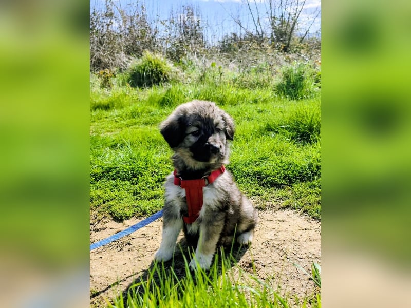 Ayla sucht ihr Für-immer-Zuhause