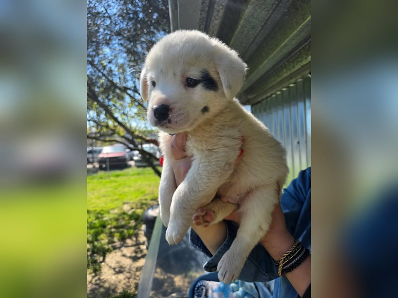 Dami wünscht sich ein liebevolles Zuhause