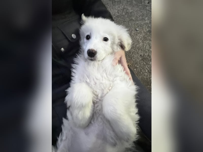 Nino – der kleine Kerl, der einmal groß wird, sucht seine Familie